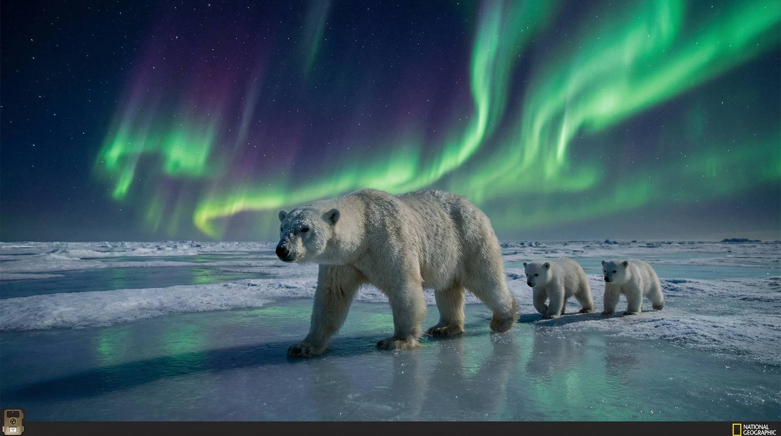 大象传媒北极熊视频